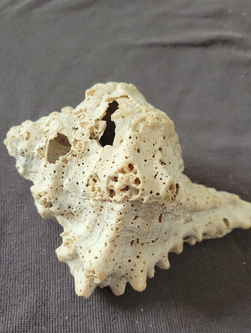 Murex Predatory Sea Shell Accent